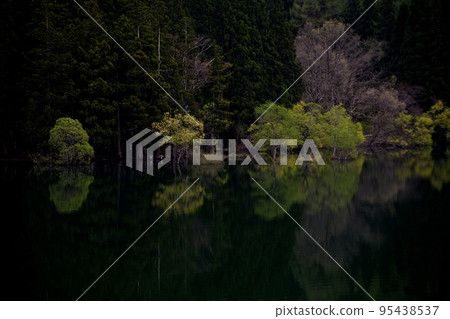 Sprouts receive the morning light from a small lake in the mountains Sprouts receive the morning light from a small lake in the mountains 95438537