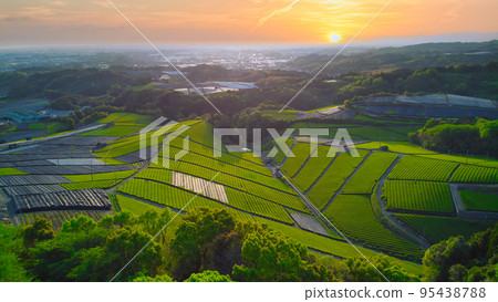 Green Carpet (Yame City, Fukuoka Prefecture) 95438788