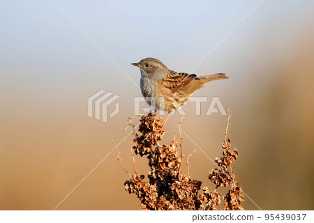 The dunnock (Prunella modularis) 95439037