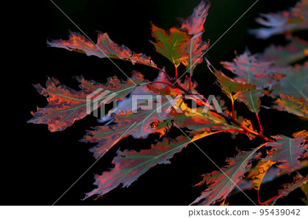 morning oak 95439042