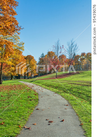 Pathway covered with maple leaves in the park on sunny autumn day 95439076