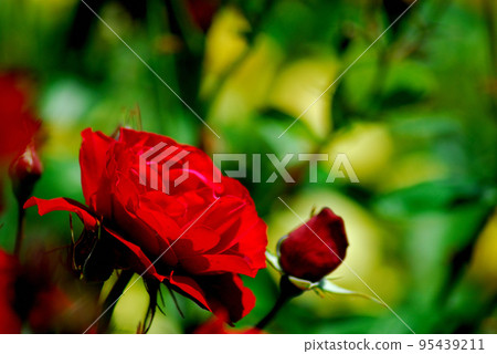 玫瑰花園裡的花 玫瑰花園裡的花 95439211