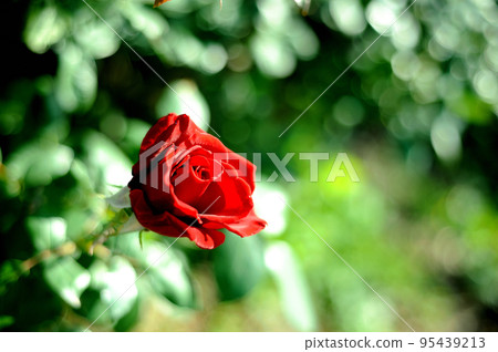 玫瑰花園裡的花 玫瑰花園裡的花 95439213