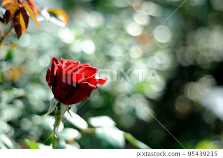 玫瑰花園裡的花 95439215