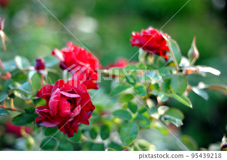 玫瑰花園裡的花 玫瑰花園裡的花 95439218