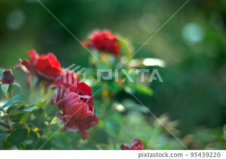 玫瑰花園裡的花 95439220