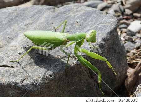 Insect = praying mantis ④ 95439333