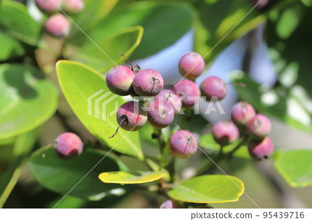 彩色沙林拜果 95439716