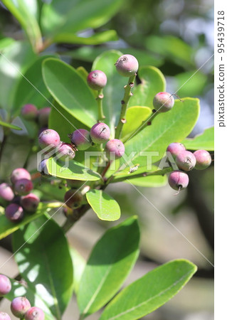 彩色沙林拜果 95439718