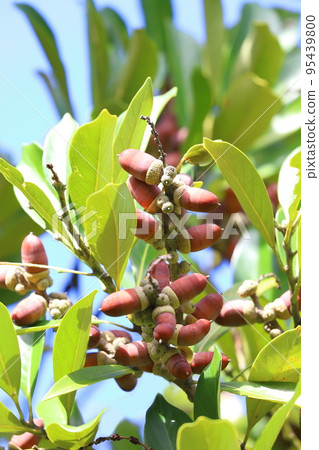 Colored edulis berries 95439800