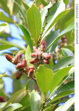 Colored edulis berries 95439801
