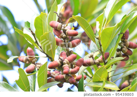Colored edulis berries Colored edulis berries 95439803