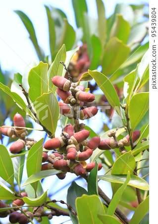 Colored edulis berries Colored edulis berries 95439804