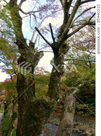 Mountain stream and maple of Shuzenji 95440313