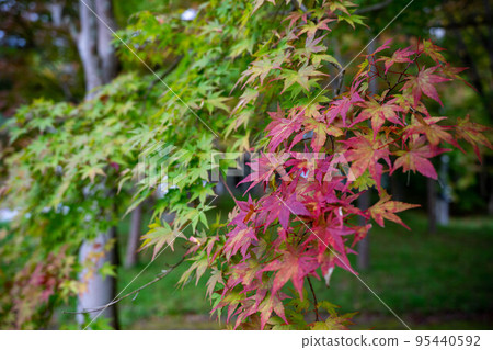 Colored trees in deep autumn Colored trees in deep autumn 95440592