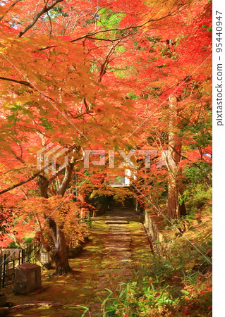 Autumn leaves in the precincts of Myoshuji Temple (Kameoka City, Kyoto Prefecture) 95440947