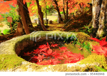 明修寺境內的紅葉（京都府龜岡市） 95440948