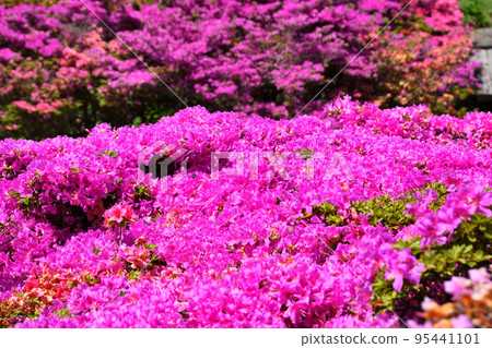 Miyama Kirishima of Nita Pass Miyama Kirishima of Nita Pass 95441101