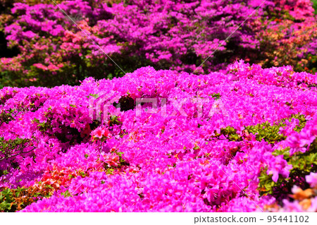 Miyama Kirishima of Nita Pass 95441102