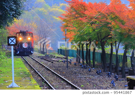 Torokko火車（京都嵯峨野）和秋葉 95441867
