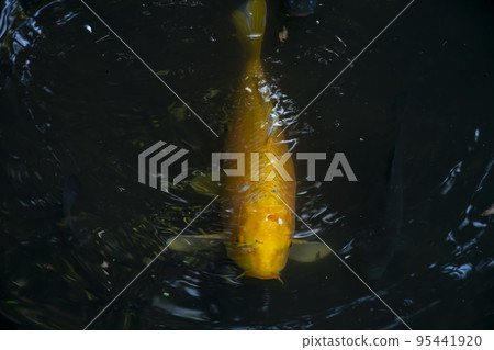 彩色鯉魚 彩色鯉魚 95441920