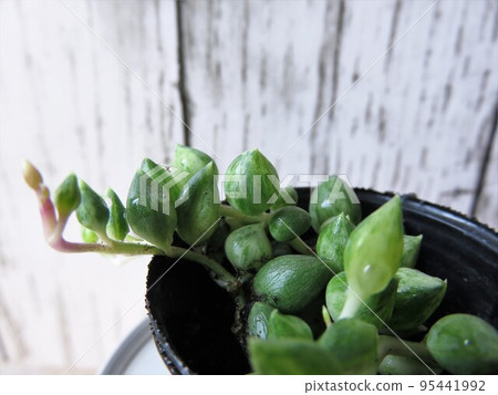 Green necklace speckled Green necklace speckled 95441992