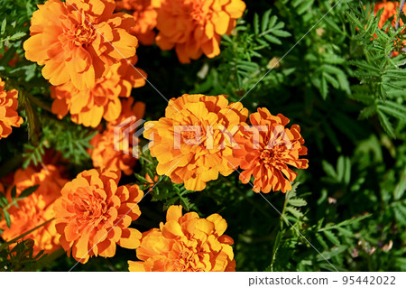 Marigold  95442022