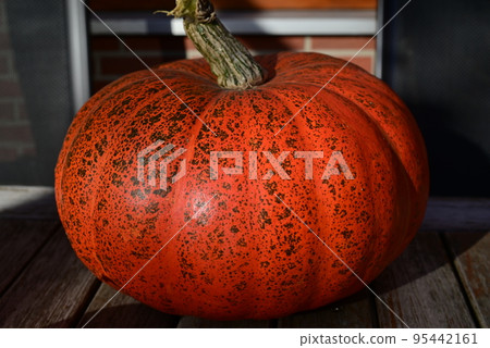 Orange pumkin with green spots as a closeup Orange pumkin with green spots as a closeup 95442161