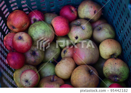 apples in various focuses as a close-up 95442182