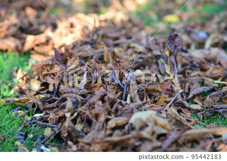 brown autumn leaves as a close up 95442183