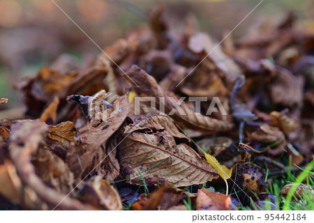 brown autumn leaves as a close up 95442184