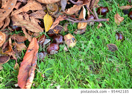 brown leaves and chestnuts on the lawn as a closeup 95442185