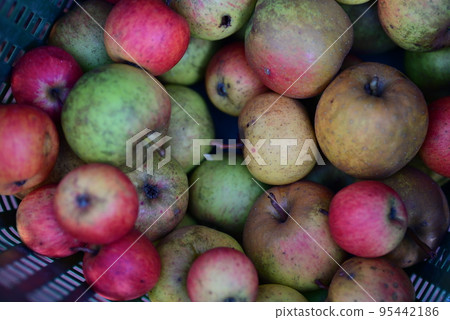 apples in various focuses as a close-up 95442186