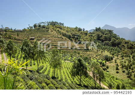 rural scenery of tea farm at Yuchi rural scenery of tea farm at Yuchi 95442193
