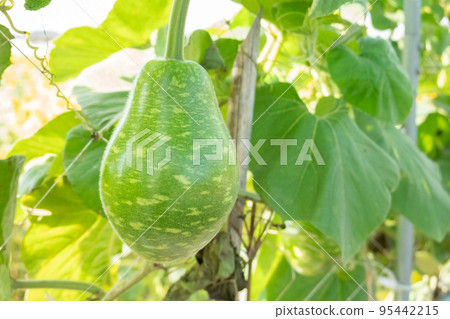 green bottle gourd 95442215