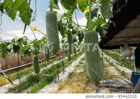 loofah farm scenery 95442220