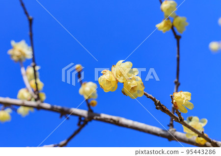 Wax plum 95443286