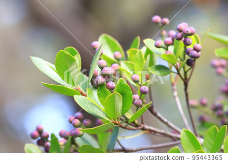 彩色沙林拜果 95443365