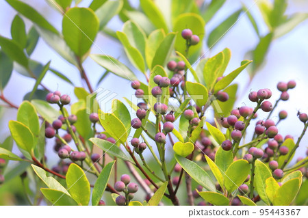 彩色沙林拜果 95443367