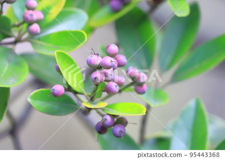 彩色沙林拜果 彩色沙林拜果 95443368