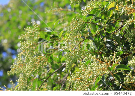 Glossy privet (Glossy privet) with many fruits Glossy privet (Glossy privet) with many fruits 95443472