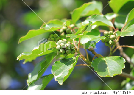 Kakuremino leaves and fruits 95443519