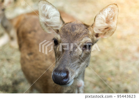 deer in the zoo park 95443623
