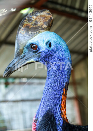 Cassowary in the zoo Cassowary in the zoo 95443643