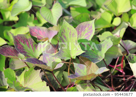 A field of sweet potatoes ready for harvest 95443677
