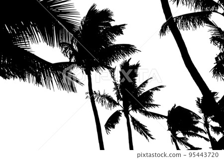 Coconut Palm Tree Silhouette. Vector Illustration. Coconut Palm Tree Silhouette. Vector Illustration. 95443720