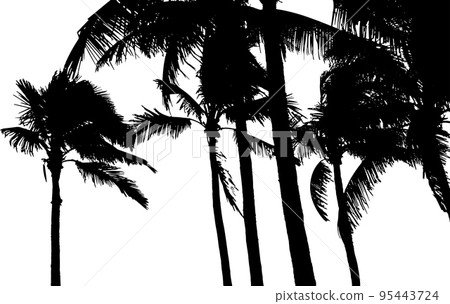 Coconut Palm Tree Silhouette. Vector Illustration. 95443724