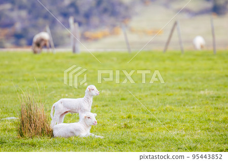 Field of Sheep in Tasmania Australia 95443852