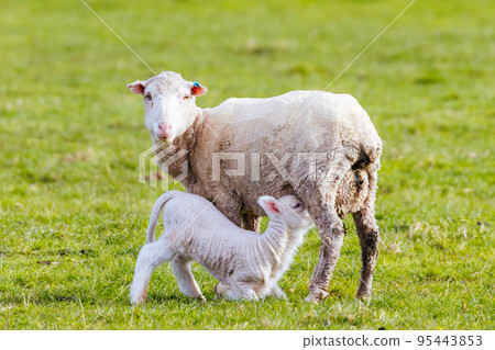 Field of Sheep in Tasmania Australia 95443853
