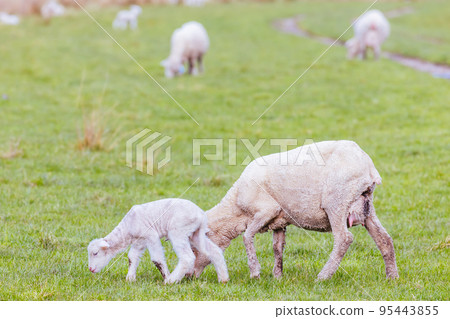 Field of Sheep in Tasmania Australia 95443855